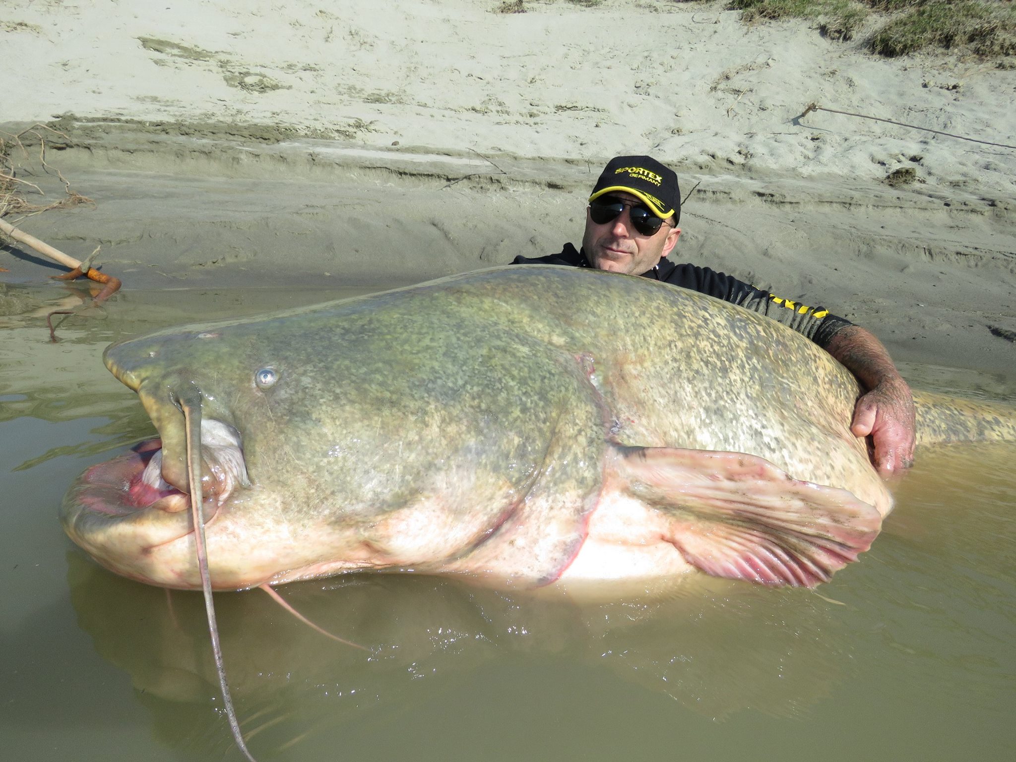 River Po catfish length world record.jpg